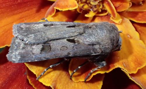 Réf. 244 229 : Agrotis exclamationis